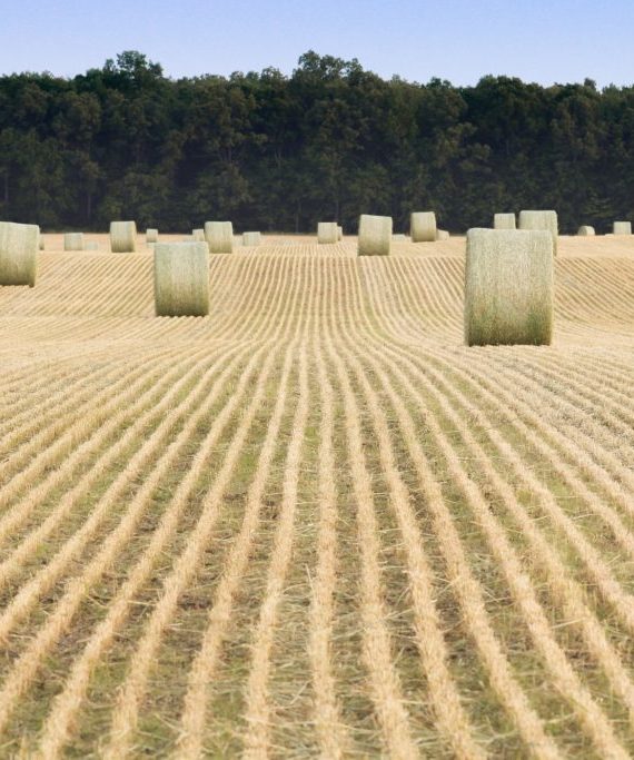 round bales of hay 