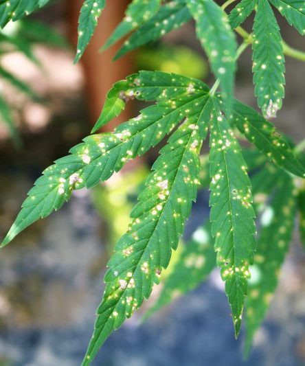 Bipolaris leaf spot damag on hemp leaf 